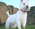Westie
